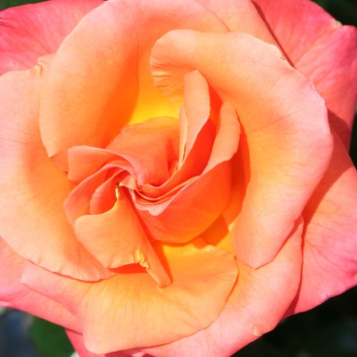 Růže eshop - Rosa  Mamma Mia!™ - intenzivní - Stromkové růže, květy kvetou ve skupinkách - oranžová - Gareth Fryer - stromková růže s keřovitým tvarem koruny - -